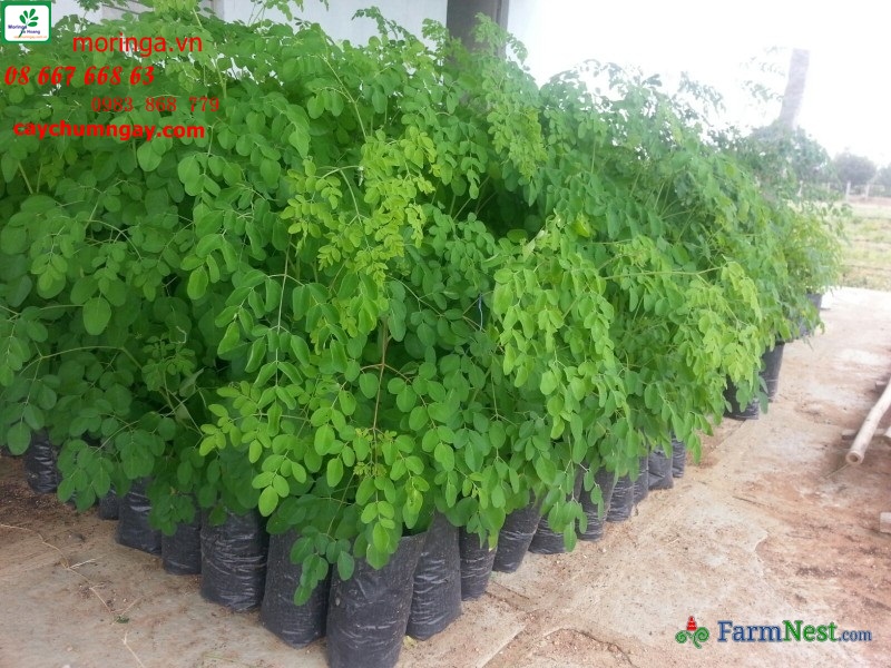 Hướng dẫn 3 phương pháp tự trồng cây chùm ngây “Thần dược” tại nhà – Công ty Lê Hoàng VIP